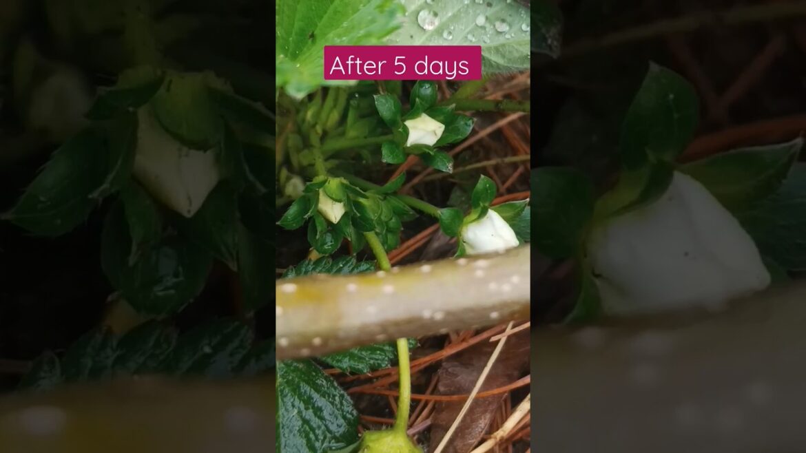 organic vegetables update after fertilizing#shorts#youtubeshorts#organic