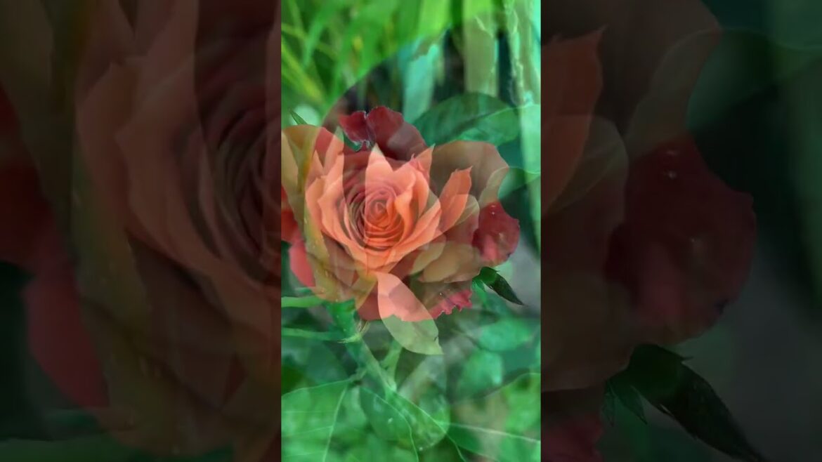 Garden tour #gardening #gardentour #gardeningtips #gardenvibes #plants #shorts