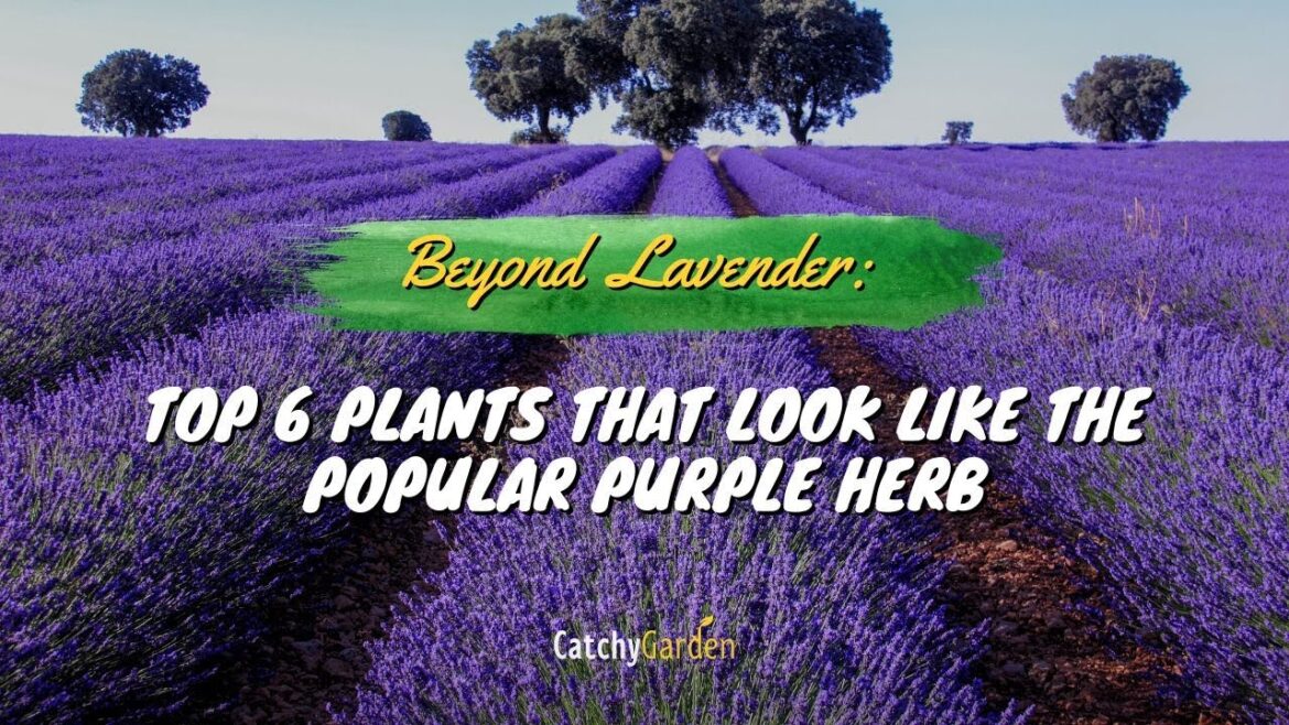 Beyond Lavender: 6 Plants That Look Like the Popular Purple Herb πΏππ Beyond Lavender: 6 Plants That Look Like the Popular Purple Herb πΏππ