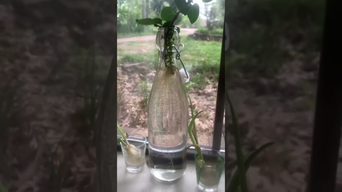 Kitchen Window Herb Garden Ideas‼️ #shorts #urbangardening