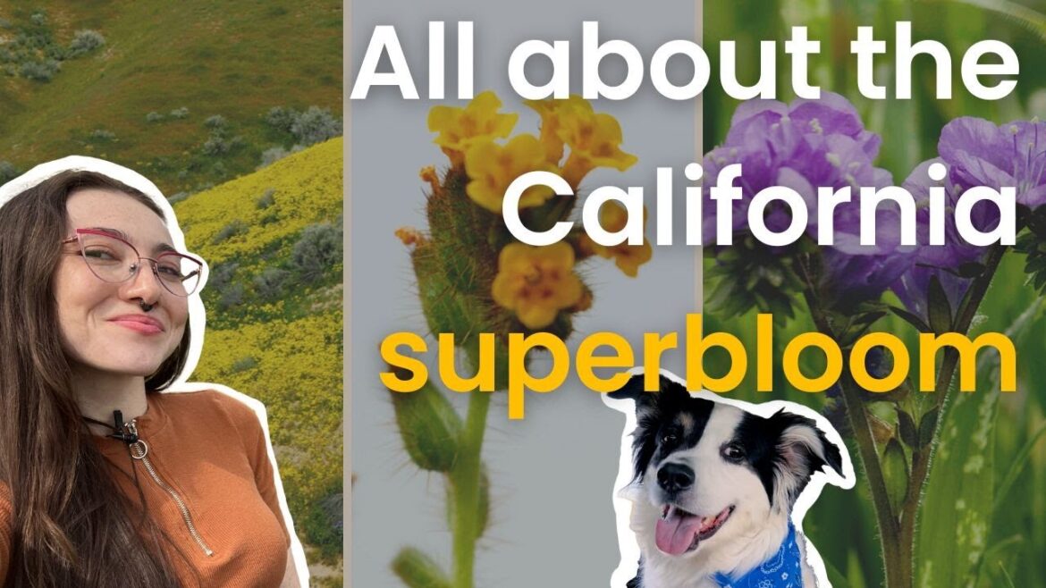 🌼 What is a superbloom and why are they important?