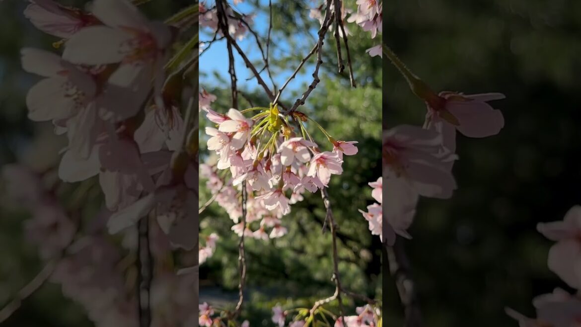 The Japanese Hill-and-Pond Garden at the Brooklyn Botanic Garden | Tiny Tour