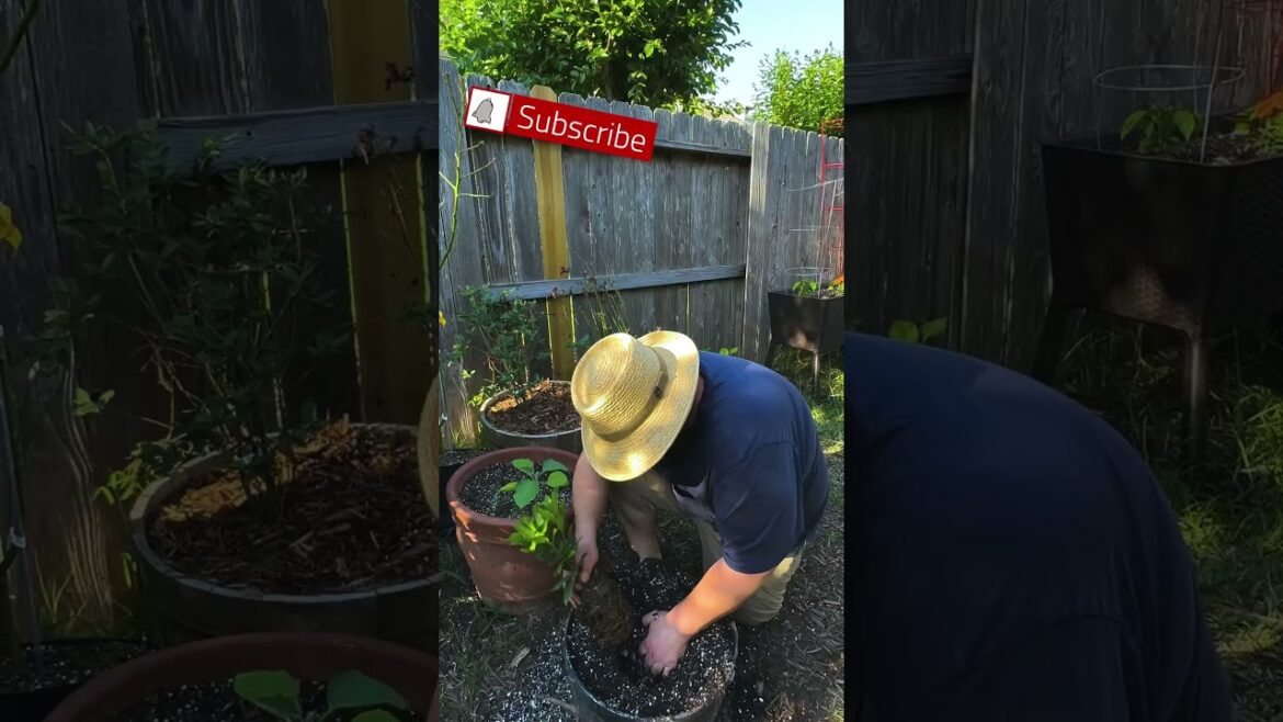 Plant a Tree on Earth Day Plant a Tree on Earth Day