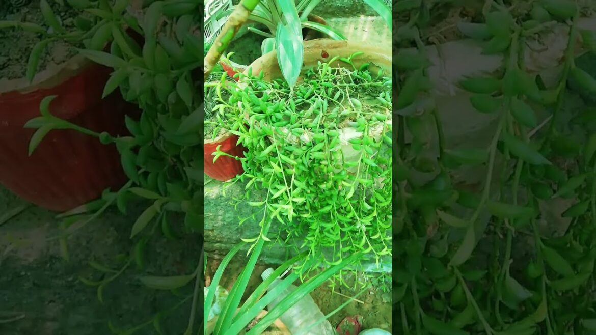 My Small Beautiful Home Garden Raining In My Backyard EP - 884 #shorts #garden #shorts