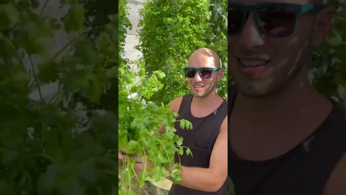 Cilantro paradise in an aeroponic Tower Farm #Cilantro #diyverticalgarden