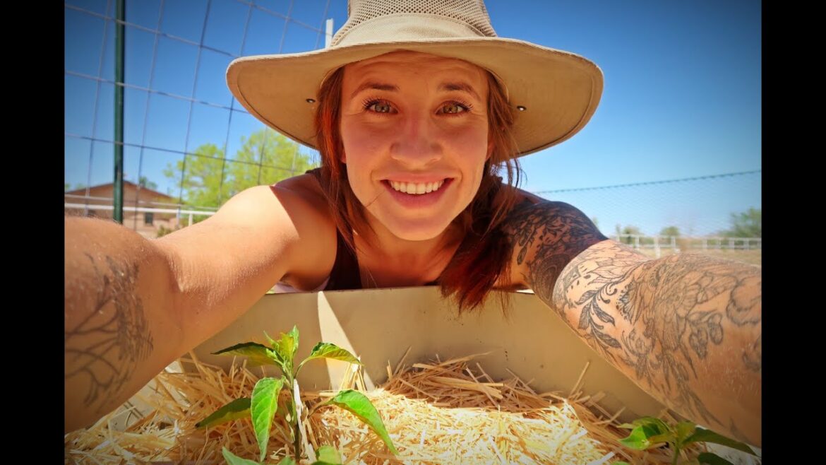 Container Gardening for Tomatoes and Peppers (And a Garden Update)