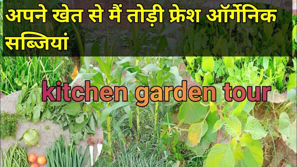 My Kitchen Garden Tour 🍅🥕🧅🥦🧄🥬🫒|| vegetable harvesting video| Fresh Organic vegetable harvesting farm My Kitchen Garden Tour 🍅🥕🧅🥦🧄🥬🫒|| vegetable harvesting video| Fresh Organic vegetable harvesting farm