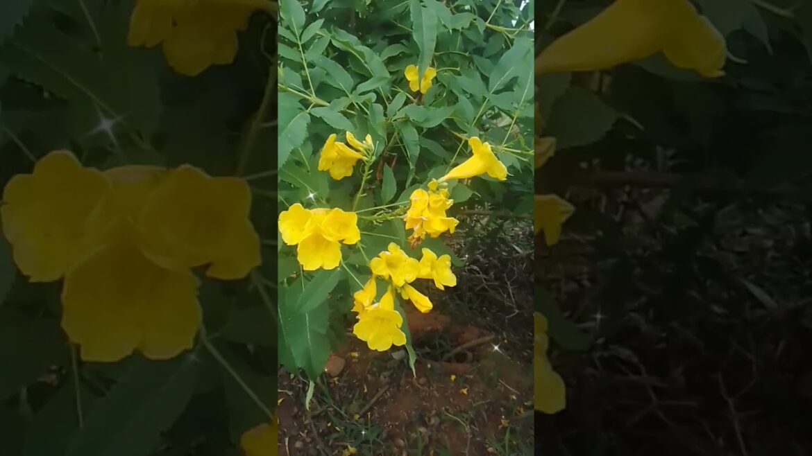 My little garden#shorts My little garden#shorts