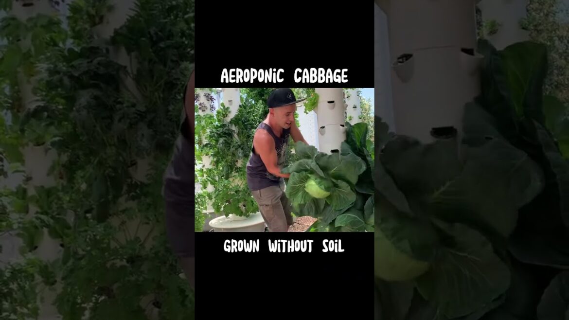 Aeroponic cabbage grown without the use of soil Aeroponic cabbage grown without the use of soil