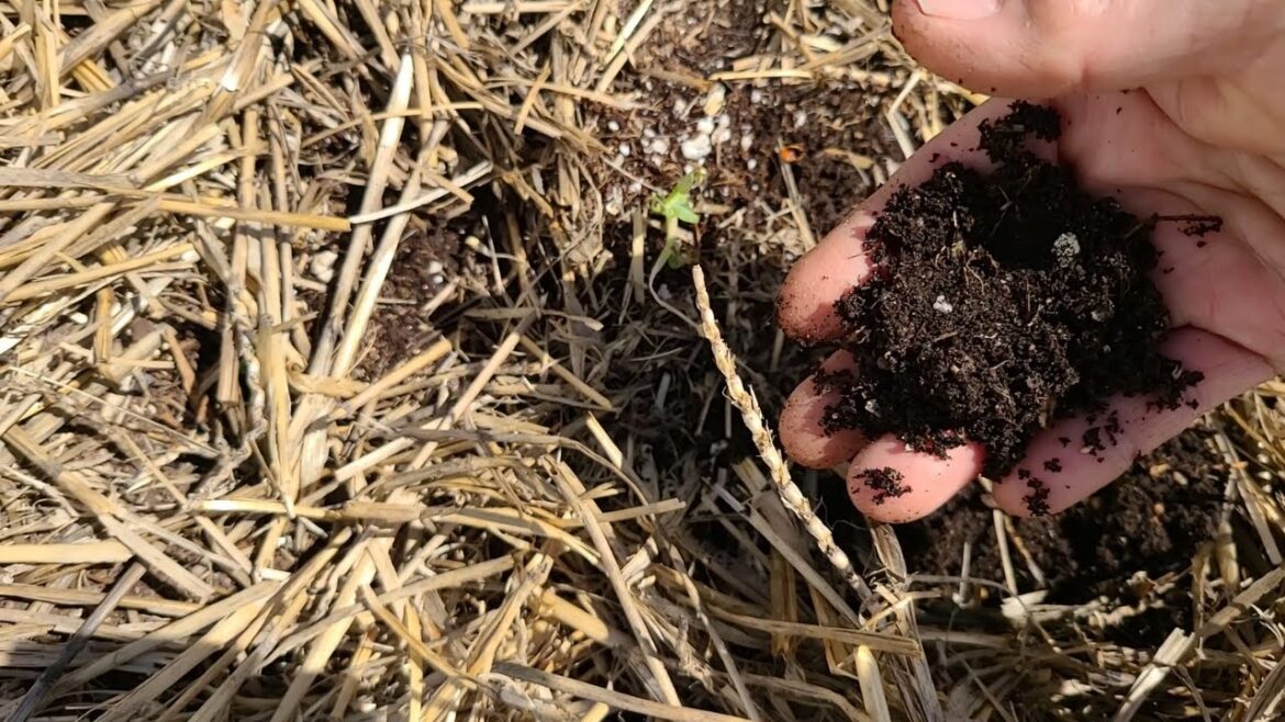 28 Beginning Gardener Series How to Know When to Water Newly Planted Seedlings