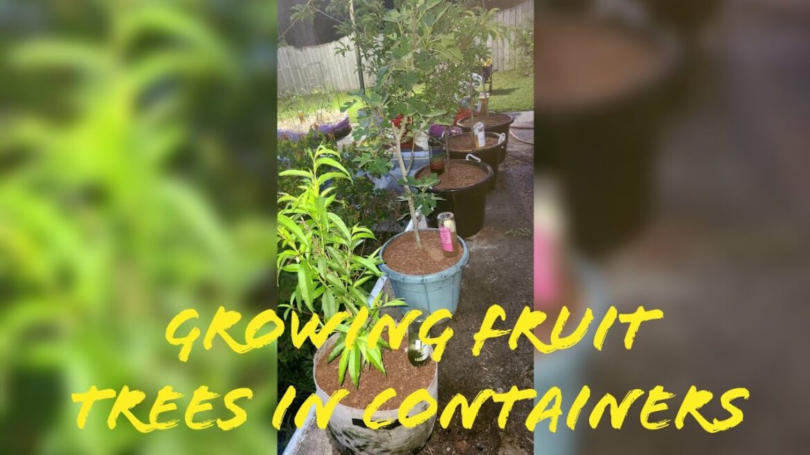 Growing Fruit Trees in Containers! Upgrading Their Pots #plussizeplantmomma
