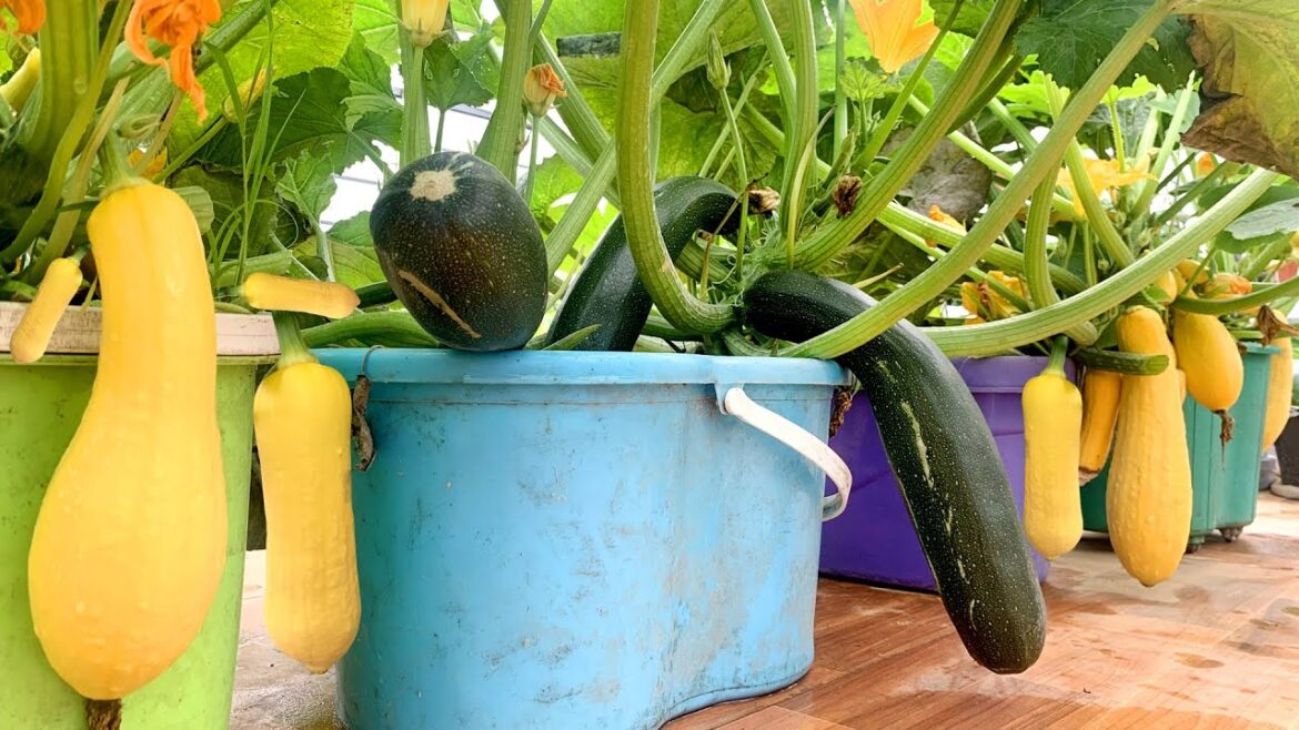 Have you ever seen Zucchini growing on the terrace with so many fruits?