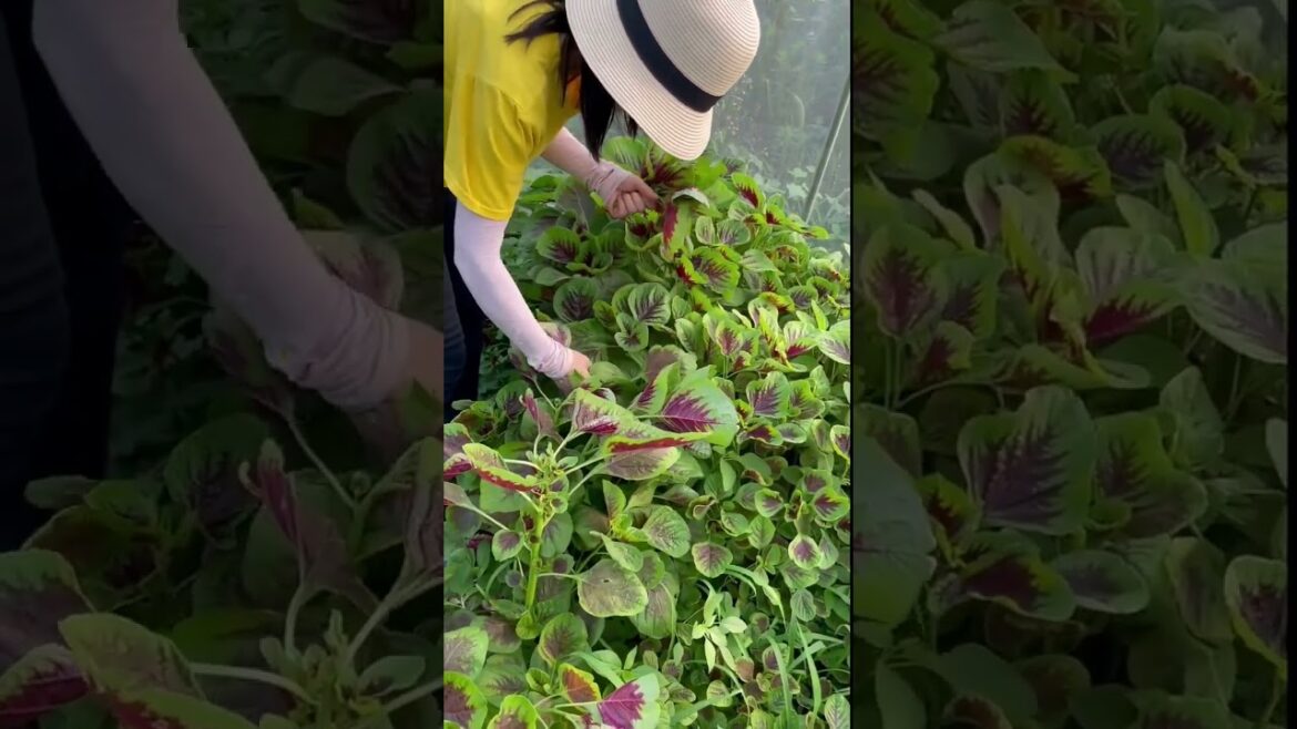 gardening ideas for home/enjoy with my garden