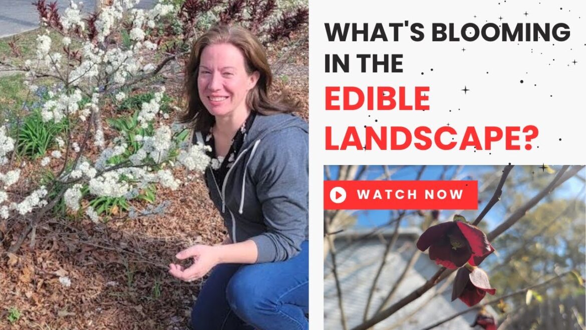 What’s Blooming in the Edible Landscape? What's Blooming in the Edible Landscape?