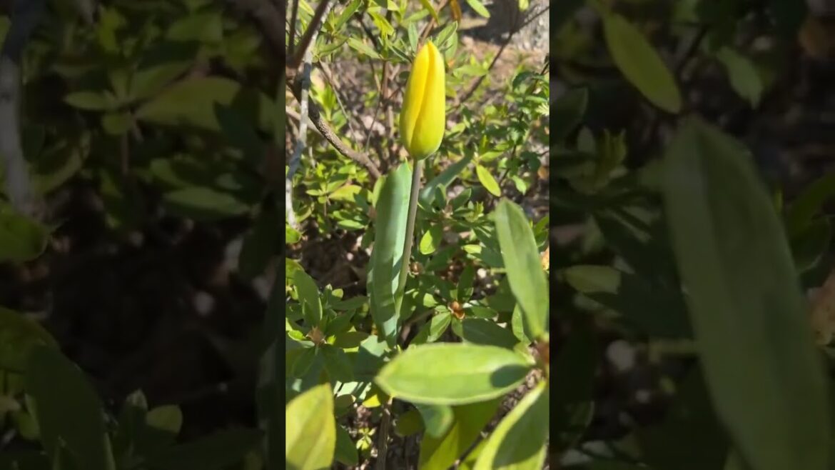 Home Gardening Surprise - Tulips Growing From Our Azalea! 😲