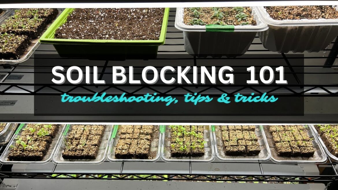 Troubleshooting SOIL BLOCKS 🌱 Tips & Tricks for Easy soil blocking / Grow Healthy, Strong Seedlings Troubleshooting SOIL BLOCKS 🌱 Tips & Tricks for Easy soil blocking / Grow Healthy, Strong Seedlings