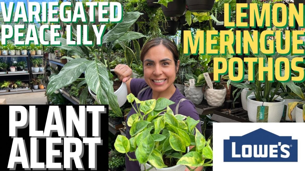 PLANT ALERT!!!! LEMON MERINGUE-VARIEGATED PEACE LILY-NEW POTHOS-CEBU BLUE-MONSTERA SILTEPICANA & MOR