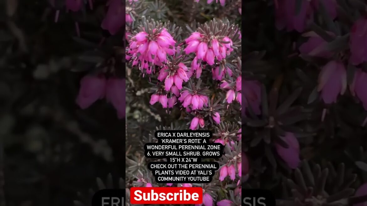 Erica x darleyensis – Check the YouTube Video Plants for a Perennial Garden for More Garden Inspo! Erica x darleyensis - Check the YouTube Video Plants for a Perennial Garden for More Garden Inspo!