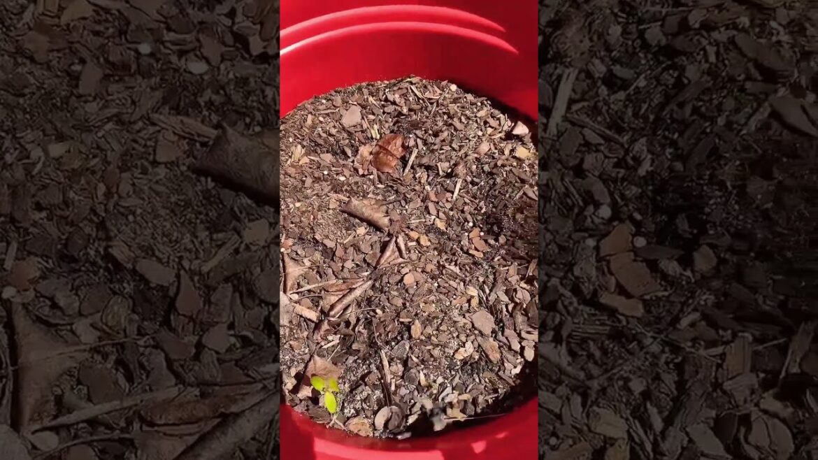 You NEED to top it off! (Quick Gardening Tips) #shorts