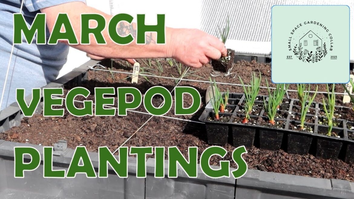 First Sowings and Plans for the Vegepod | Small Space Gardening Collaboration 2023 First Sowings and Plans for the Vegepod | Small Space Gardening Collaboration 2023