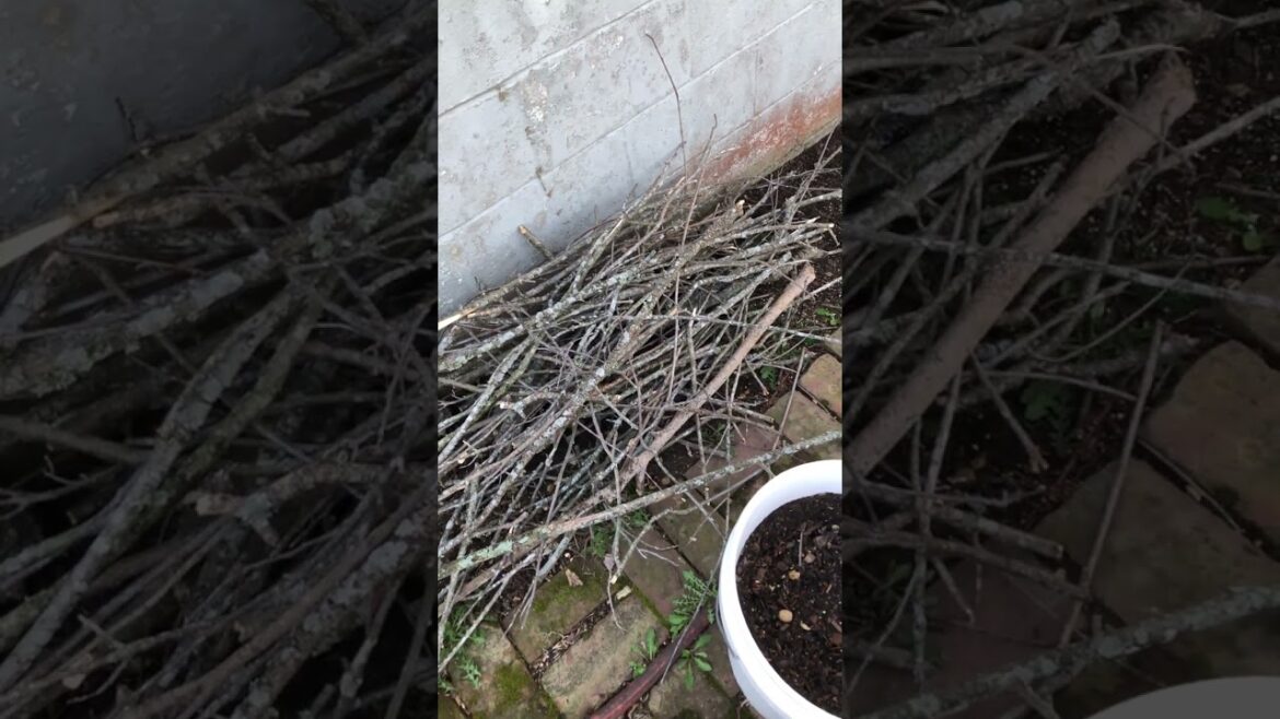 Maximizing Garden Space: My Raised Bed Gardening Plans Maximizing Garden Space: My Raised Bed Gardening Plans