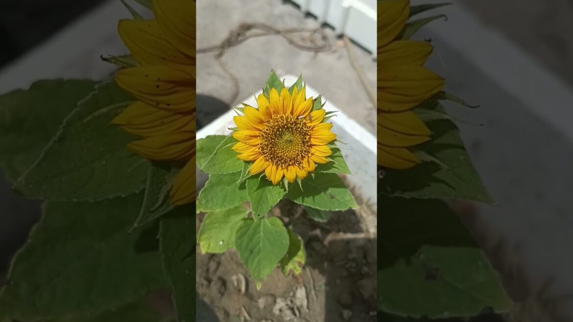 sunflower #shorts #ytshortsvideo #youtubeshorts #viral #trending #gardening #naturelove#sweetplant