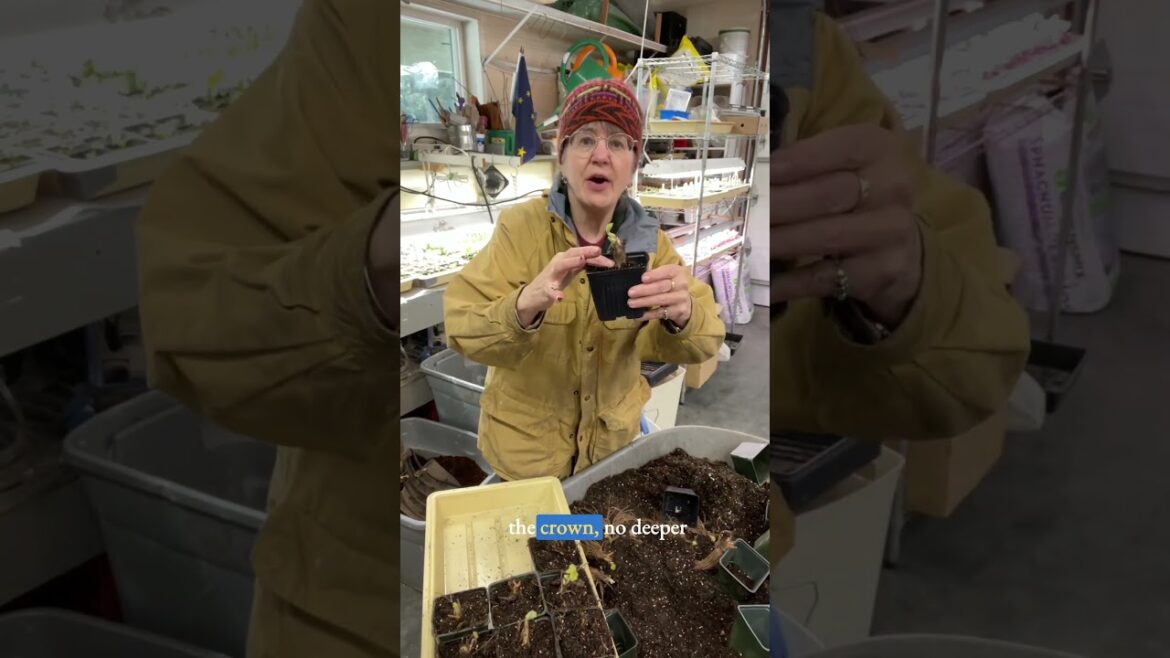 Growing Strawberries?