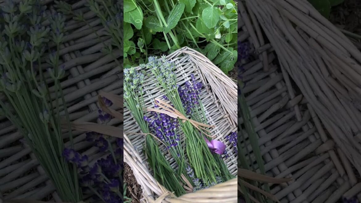 Gardening Quick Tip #4: Make Your Lavender Plants Look A Million Bucks AND Increase Your Yield! 💜 Gardening Quick Tip #4: Make Your Lavender Plants Look A Million Bucks AND Increase Your Yield! 💜
