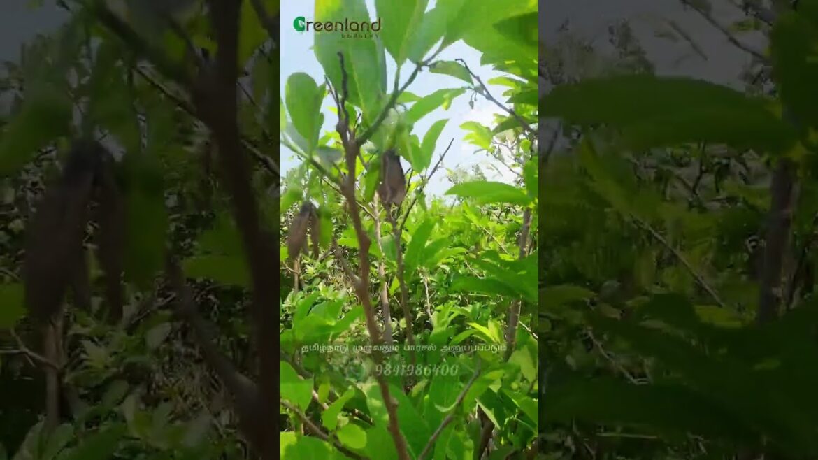 🌱Growing Custard Apples in Your Terrace Garden: Tips and Tricks from Greenland Nursery🍎 சீத்தாப்பழம்