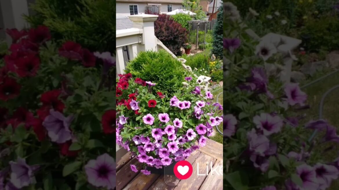 Just a few of my favorite outdoor containers 💐🌺🌻💮 #shorts  #containergardening #gardenlife #flowers