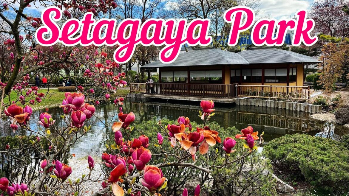 Cherry Blossom in Setagaya Park 🌸 (Japanese Garden in Döbling) – Vienna, Austria Cherry Blossom in Setagaya Park 🌸 (Japanese Garden in Döbling) - Vienna, Austria