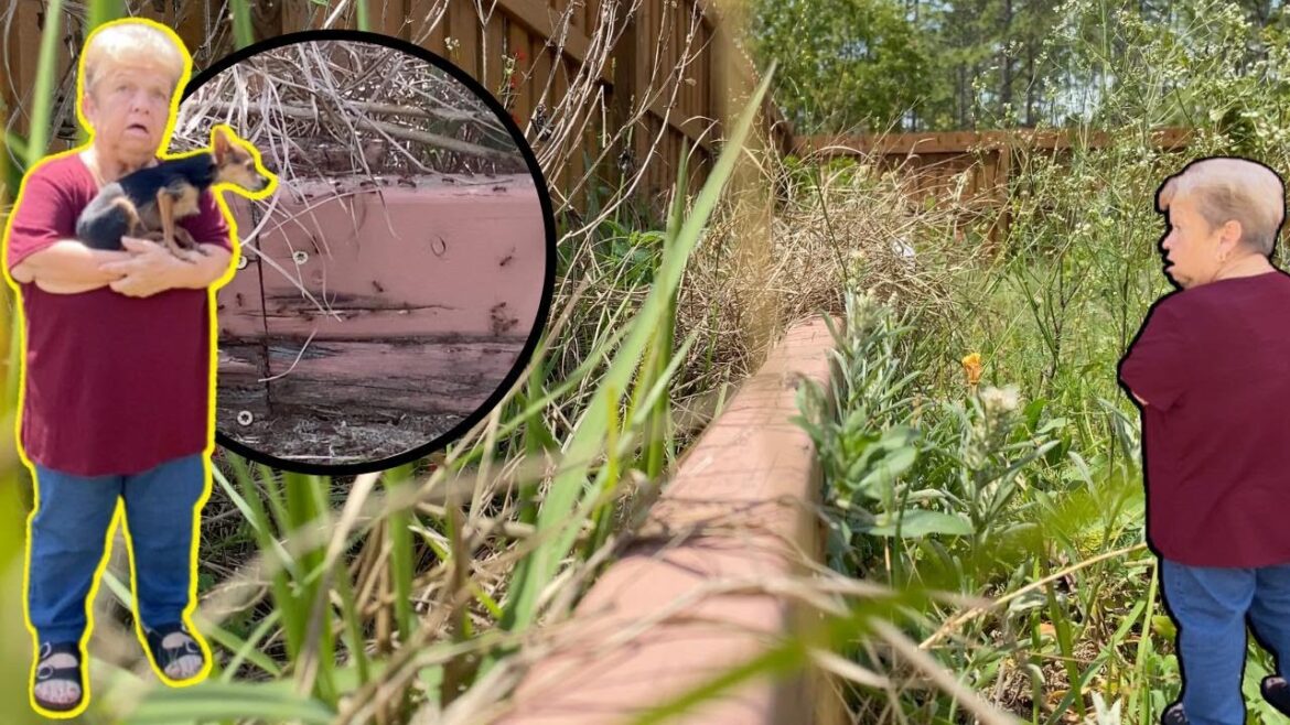 CREEPY ANT INFESTATION on LITTLE PERSONS BIG Yard Makeover! CREEPY ANT INFESTATION on LITTLE PERSONS BIG Yard Makeover!