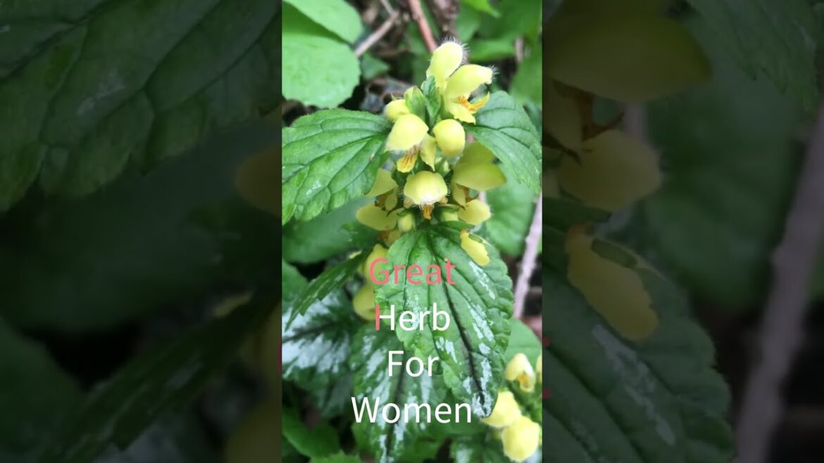 Yellow Archangel - Medicinal Edible