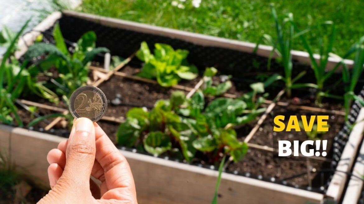Gardening on Budget: Tips for Saving Money