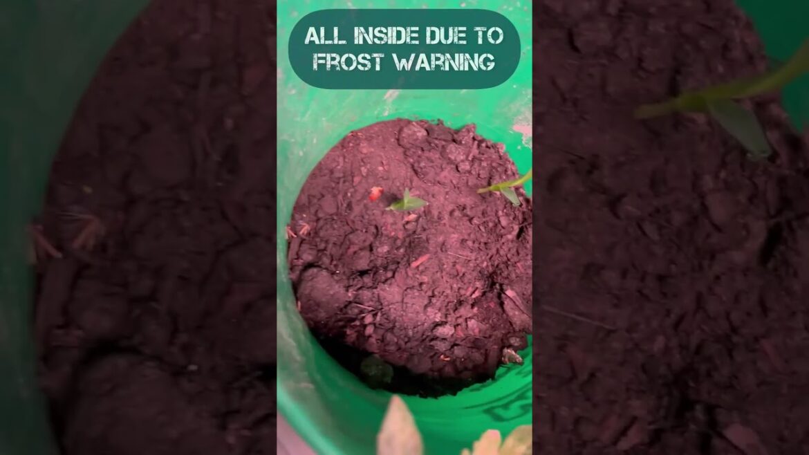 Frost WARNING! Container Garden 😬