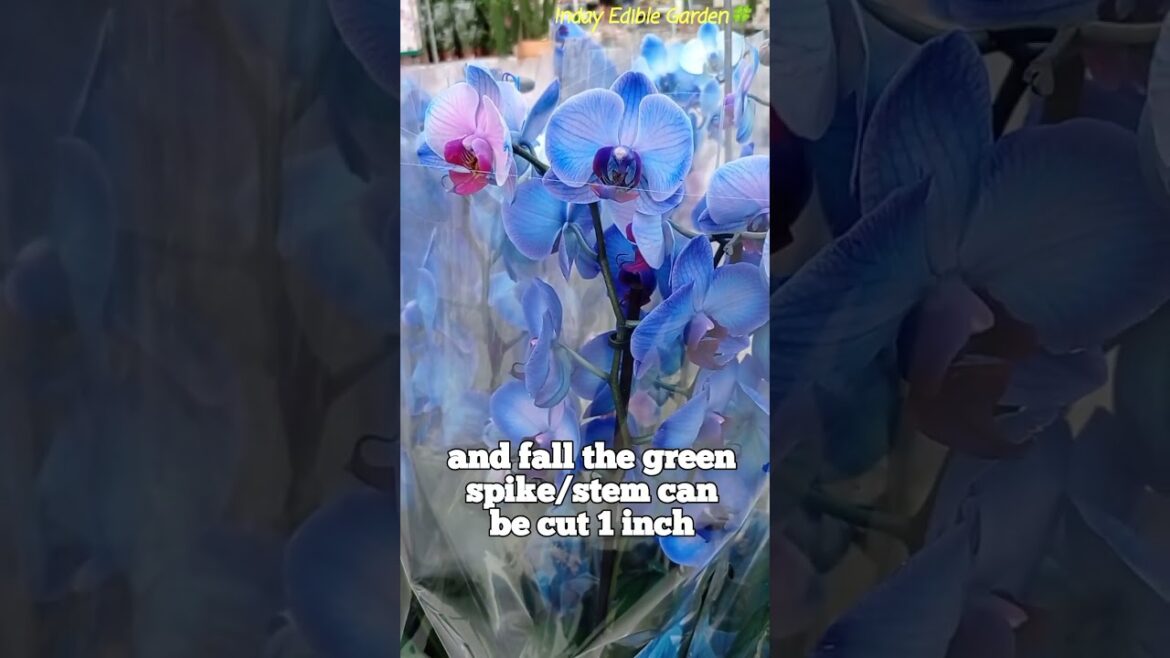 The attractive Déco Blooms Blue Orchid