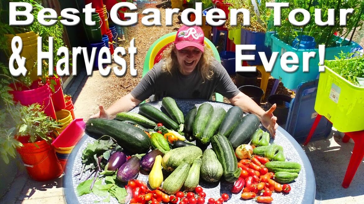 Massive Harvest Vegetable Garden Growing Tons Easy Container Gardening Raised Bed Tomatoes Cucumbers