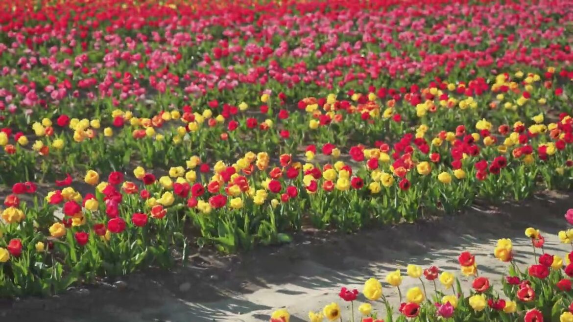 4k. Like tulip beds of different shape and dyes, bending beneath the invisible west wind’s sighs.