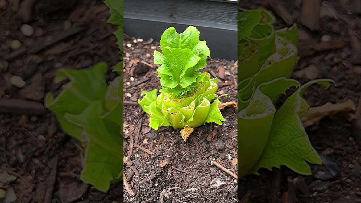 The ULTIMATE & ONLY Lettuce Hack you need! Mind blown 🤯 Grow Lettuce over and over again! #shorts