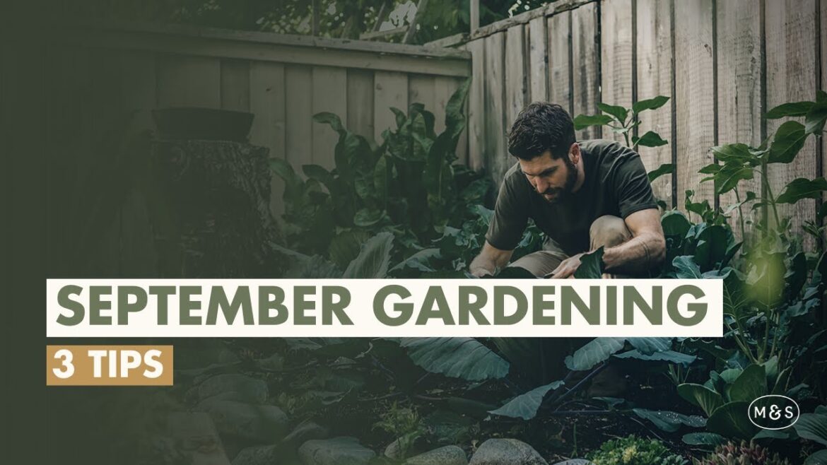 3 September Gardening Tips