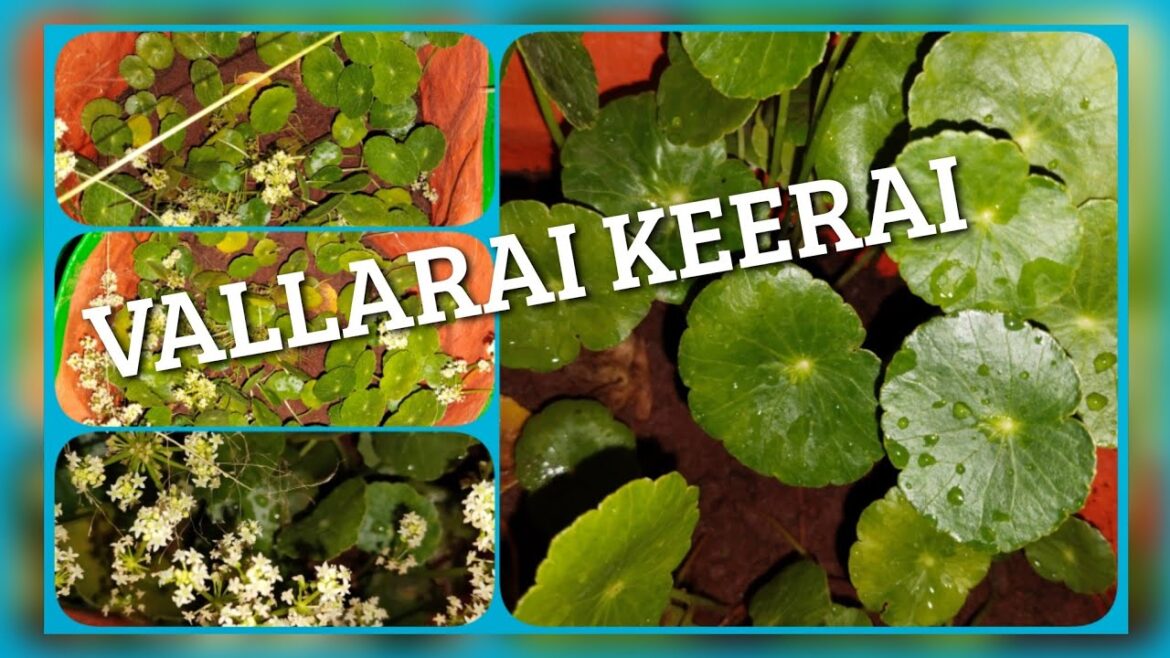 VALLARAI KEERAI ||GOTU KOLA PLANT || GARDENING TIPS || GARDENING || GARDEN. VALLARAI KEERAI ||GOTU KOLA PLANT || GARDENING TIPS || GARDENING || GARDEN.