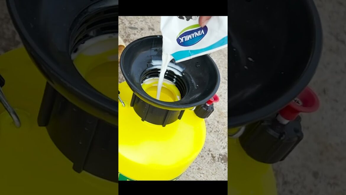 Growing and harvesting vegetables in the garden for sale, #1