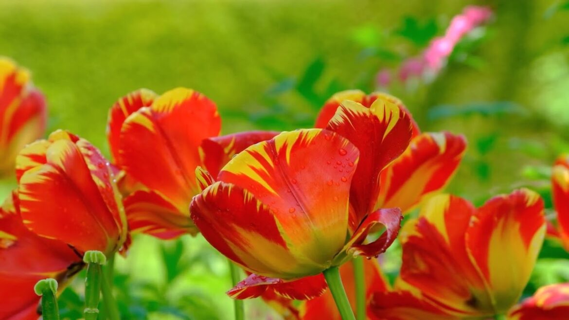 4k. Some tulips last so long you could almost dust them off, and others you can’t trust over night.