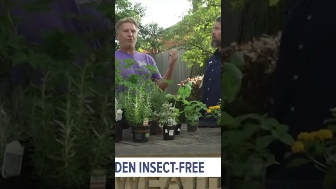 Use plants to repel insects from your garden #shorts