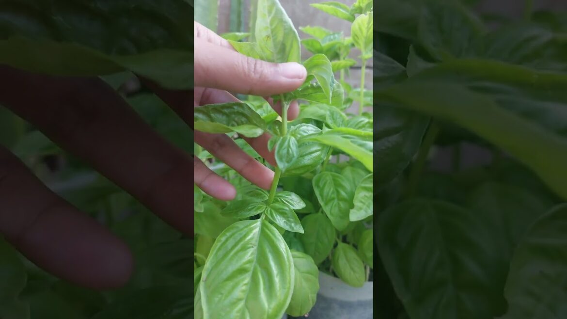 Tip for a Bushier Basil plant  # garden #shorts