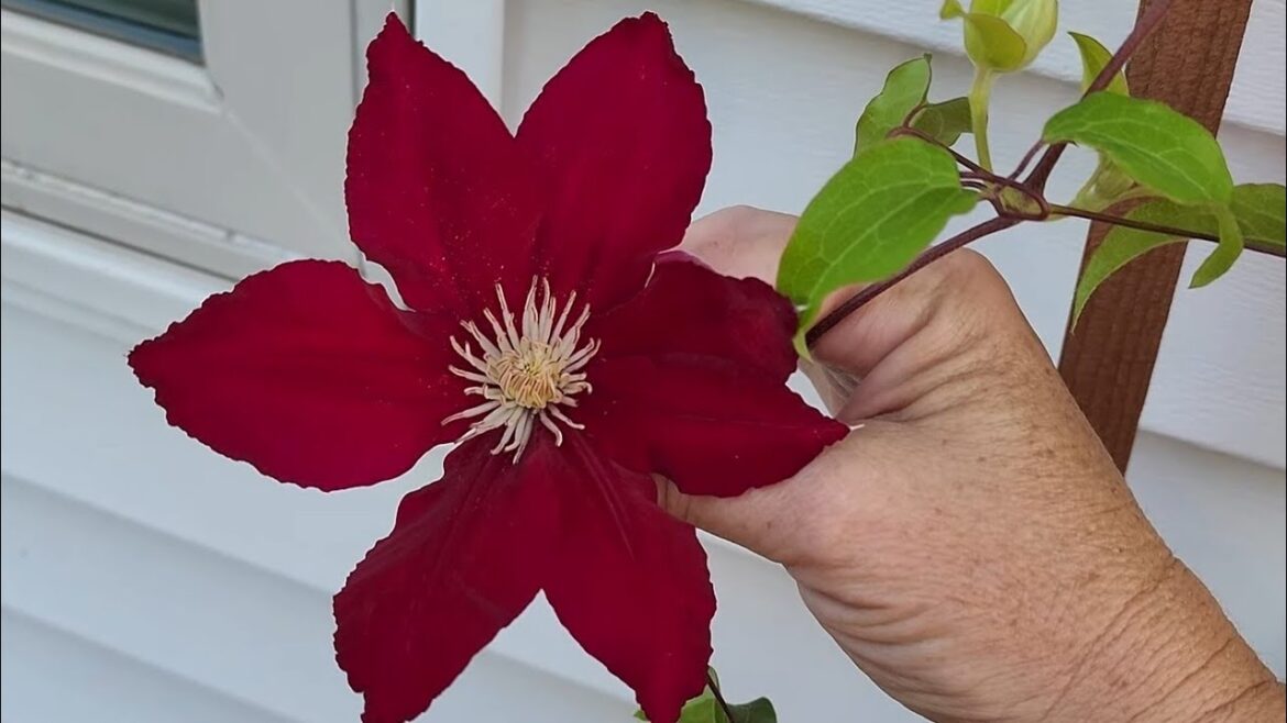 🌺 Plant Clematis in Containers. #gardening 🌺 Plant Clematis in Containers. #gardening