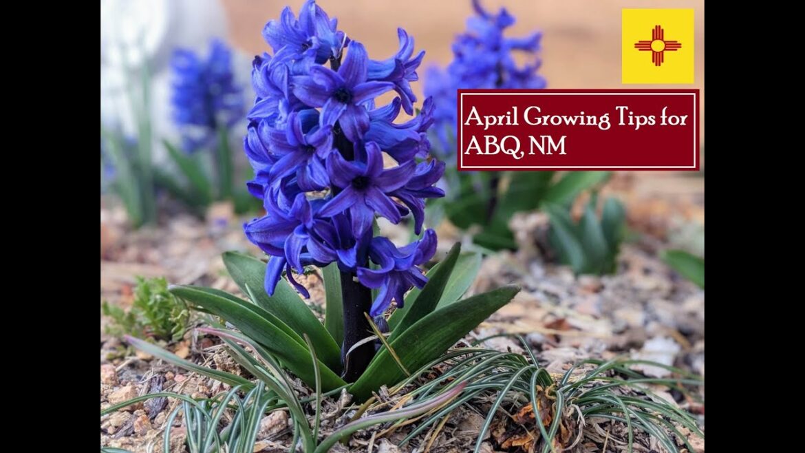 April Growing Tips for Albuquerque, NM