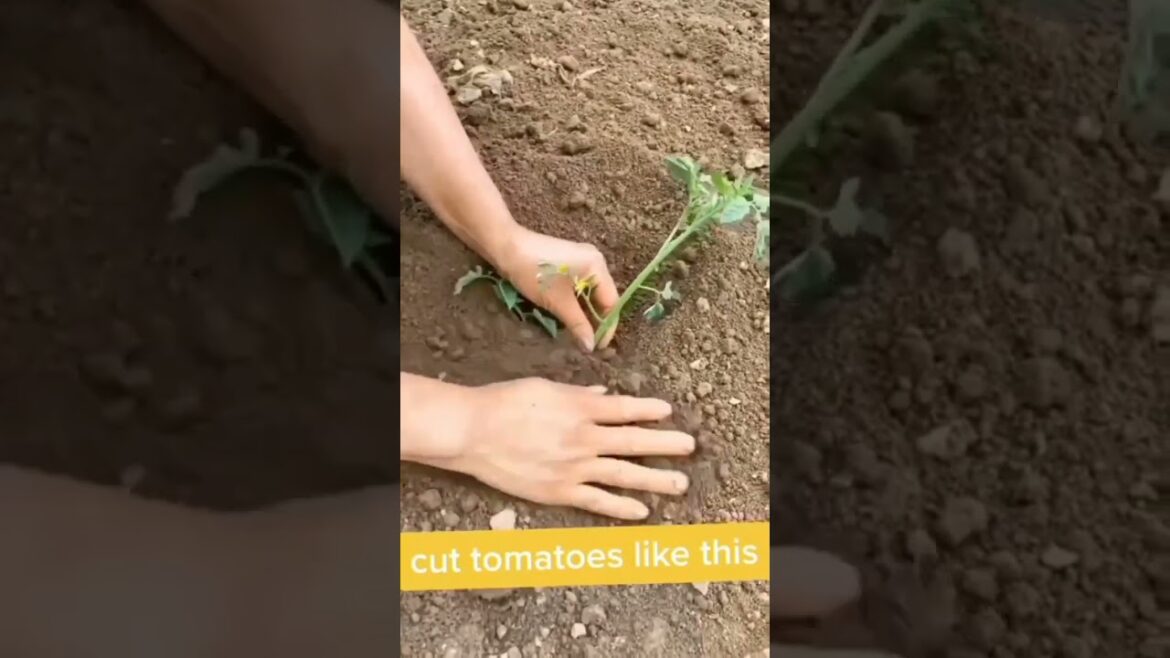 π
π
π
cut tomatoes like this ππ #Shorts π
π
π
cut tomatoes like this ππ #Shorts