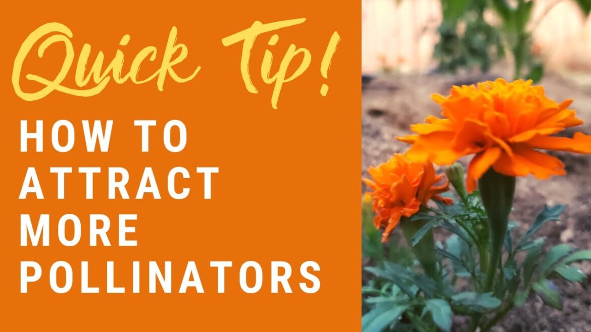Planting Companion Flowers in Your Vegetable Garden | Quick Beginner Gardening Tips