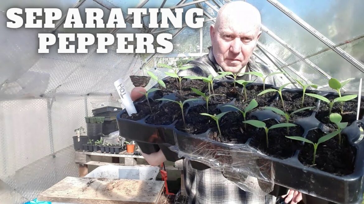 Separating Multisown Pepper Plants [Gardening Allotment UK] [Grow Vegetables At Home ]